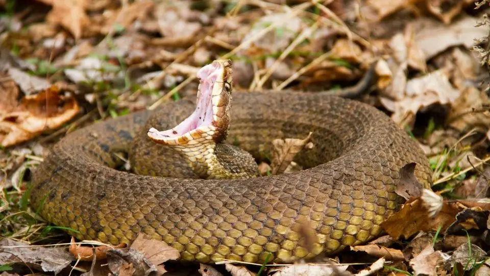 coiled up large brown snake opening its mouth to bite