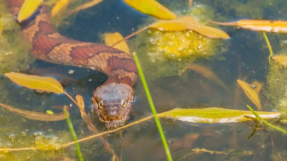 snake in the water