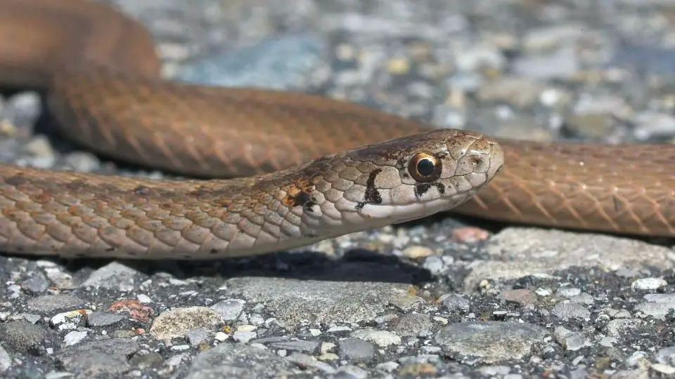 snake on asphalt