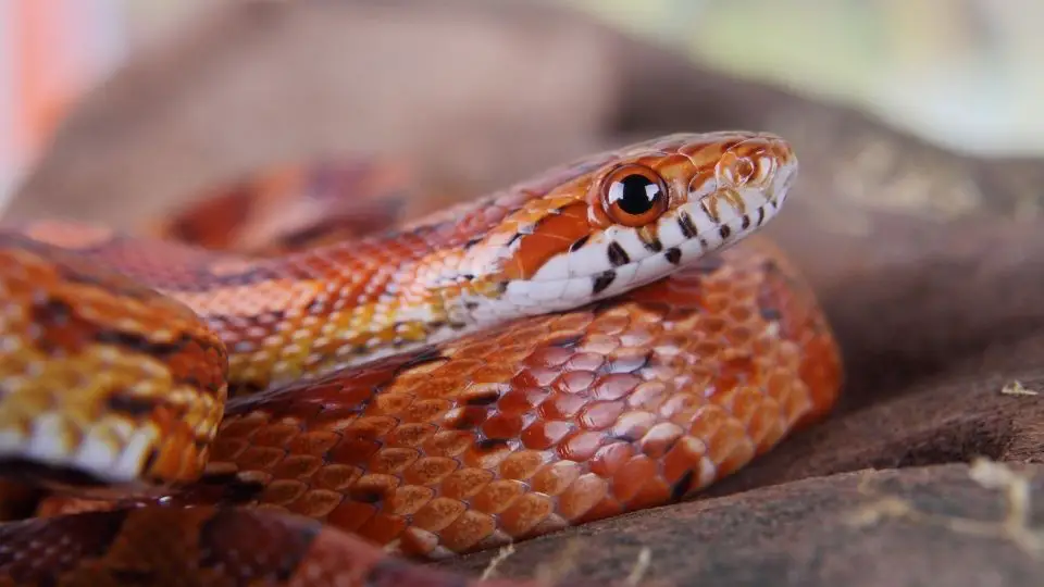 red and gold snake coiled