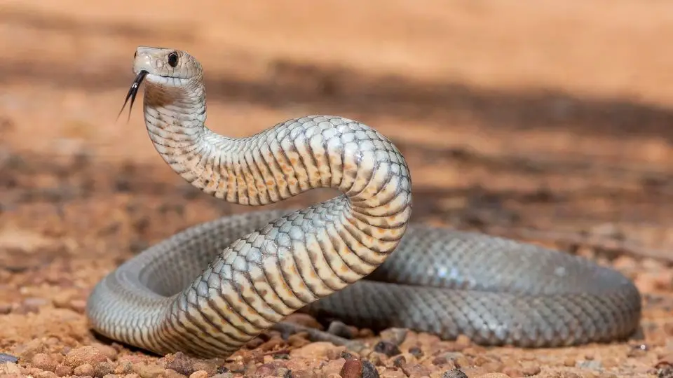 snake with black tongue standing