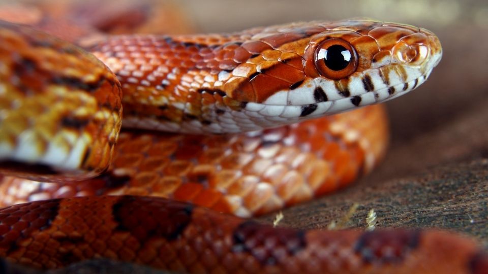 close up of red snake coiled up