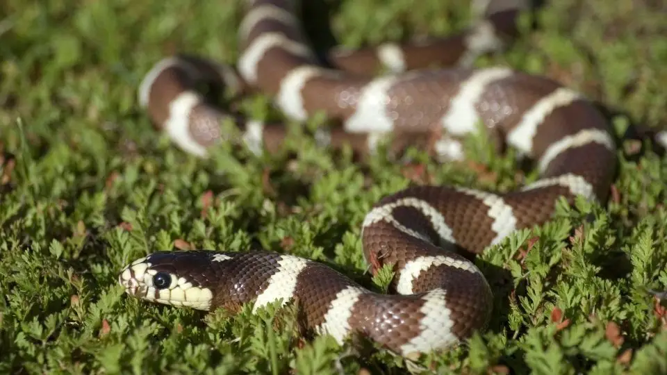 brown and white snake