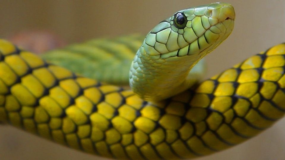 green coiled snake