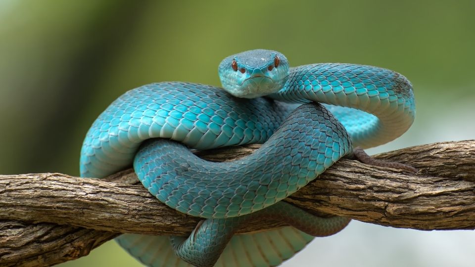 turquoise snake coiled up on a tree branch