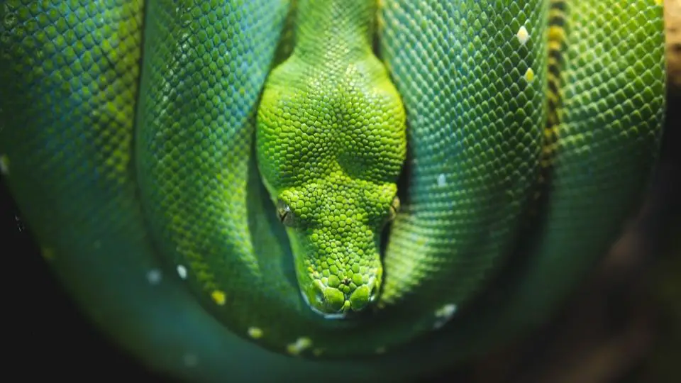 coiled up green snake close up