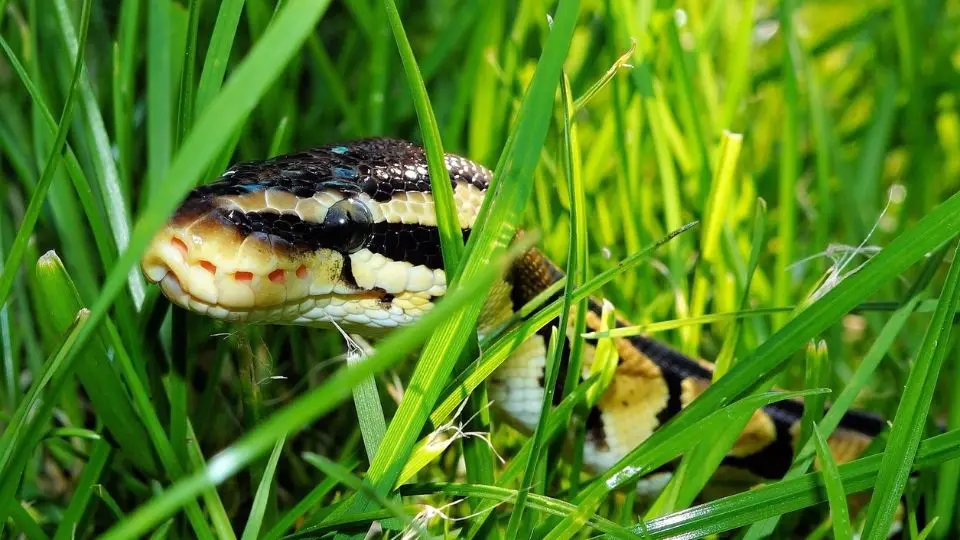 close up of striped snake in the grass