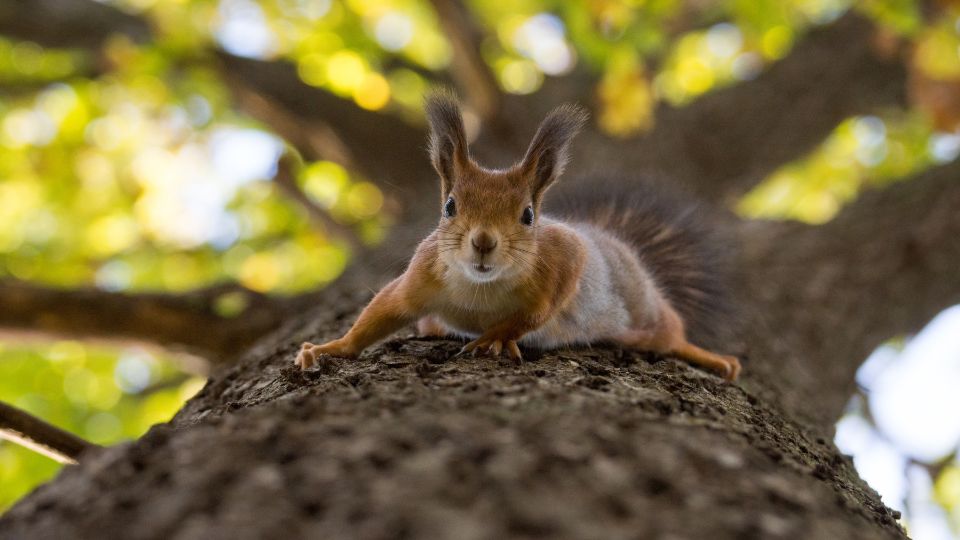 squirrel upside down on a tree trunk