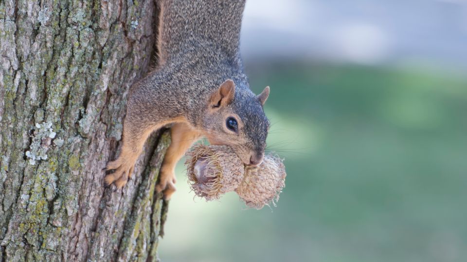 squirrel upside down clenched to a tree and holding nuts