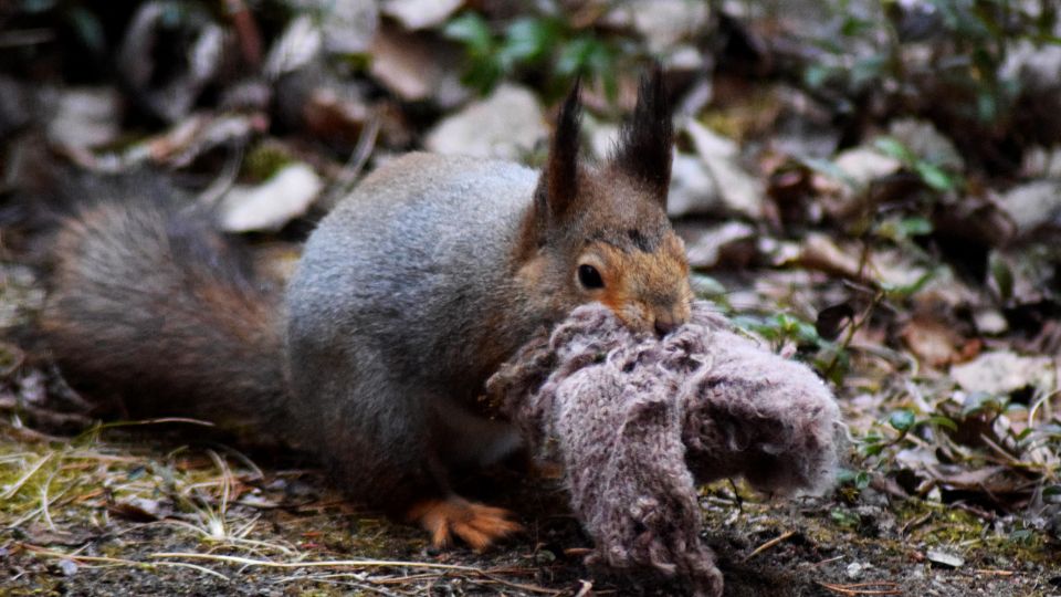 Squirrel holding clothing fabric in its mouth to make a nest with