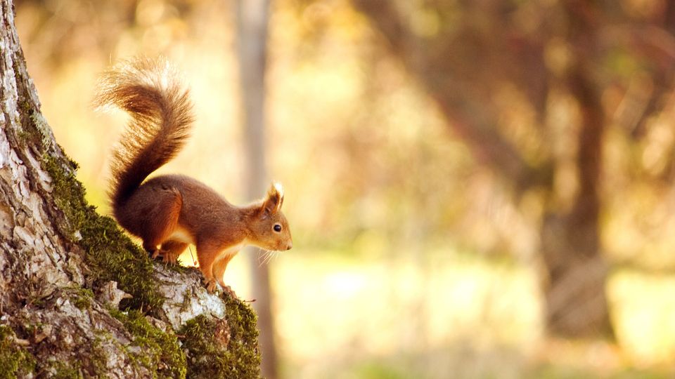 squirrel perched on a moss tree in amber light