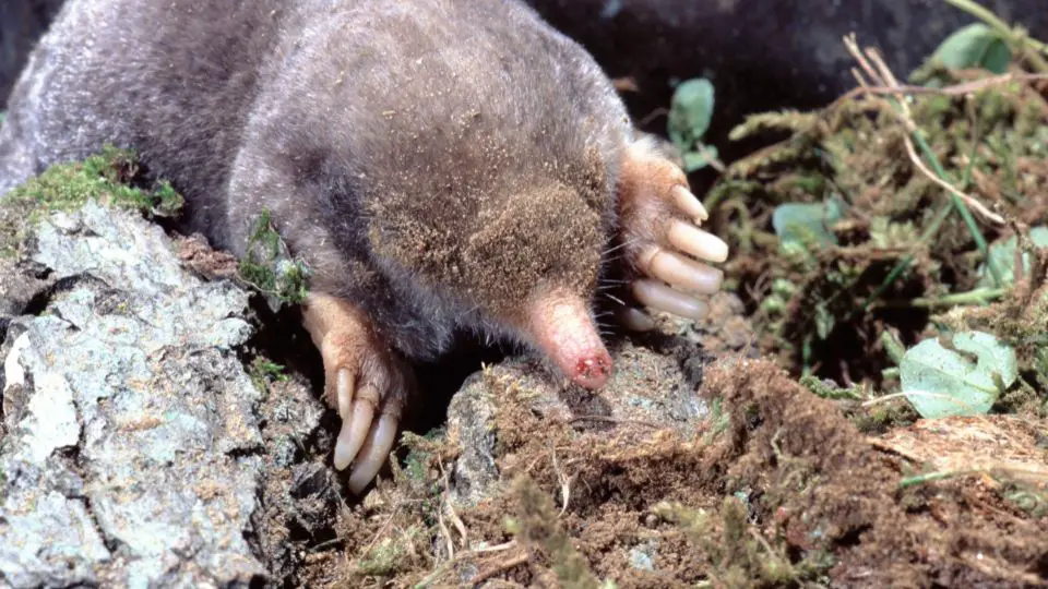eastern mole amongst moss and rocks