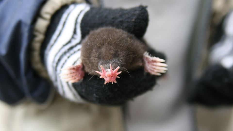 star nosed mole being held