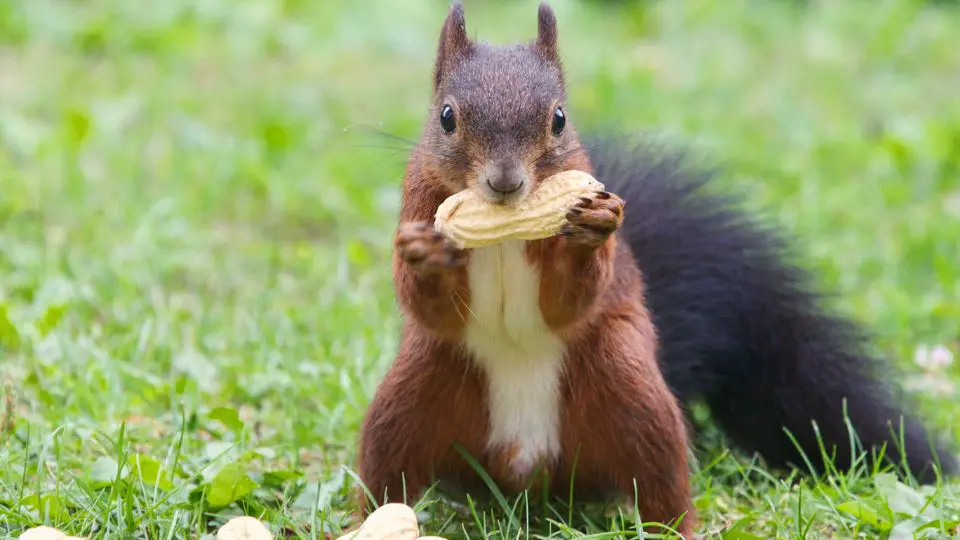 squirrel munching on a peanut outside