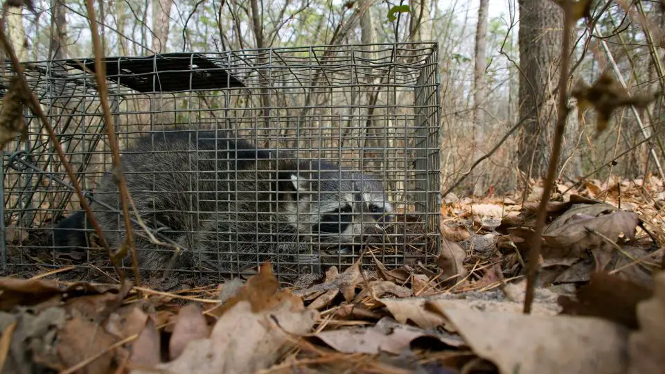 raccoon cage surrounded by dried leaves