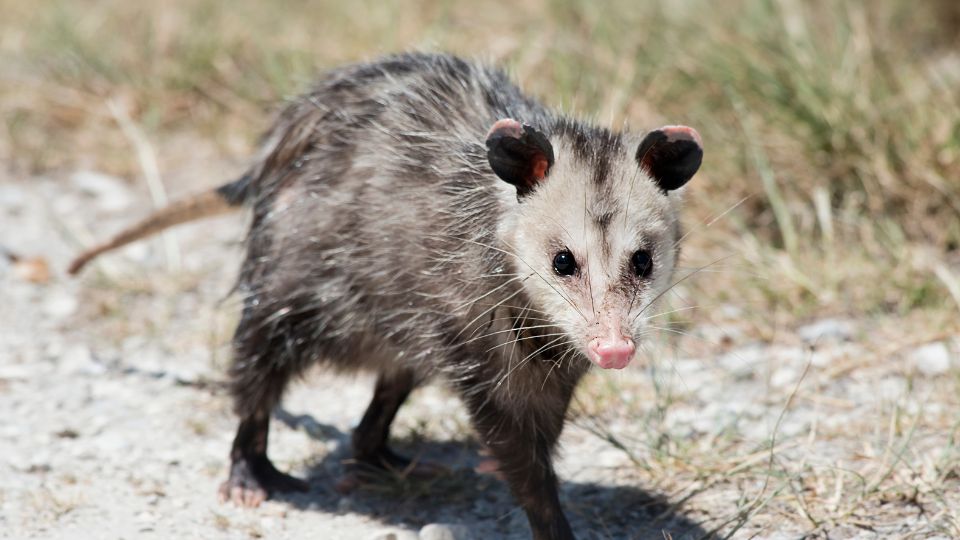 possum walking through dry ground