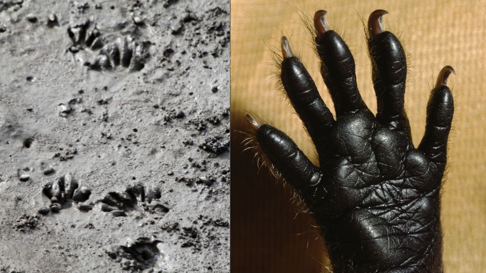 raccoon tracks