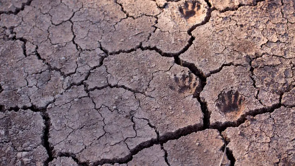 raccoon prints on very dry ground