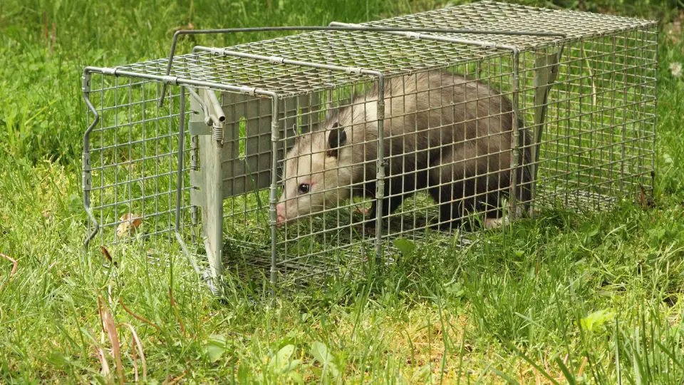 opossum in a trap