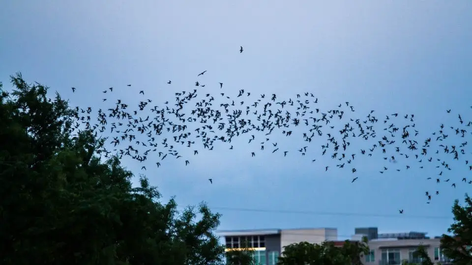 many bats flying at dusk near buildings