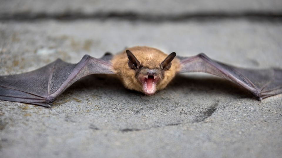 bat on the pavement