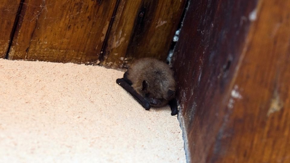 bat inside the house