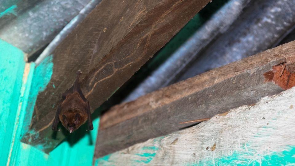 bat hanging from rafter in attic