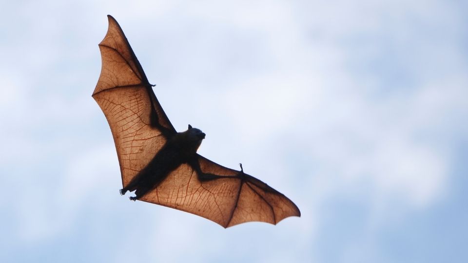 bat fkying in a partially cloudy sky