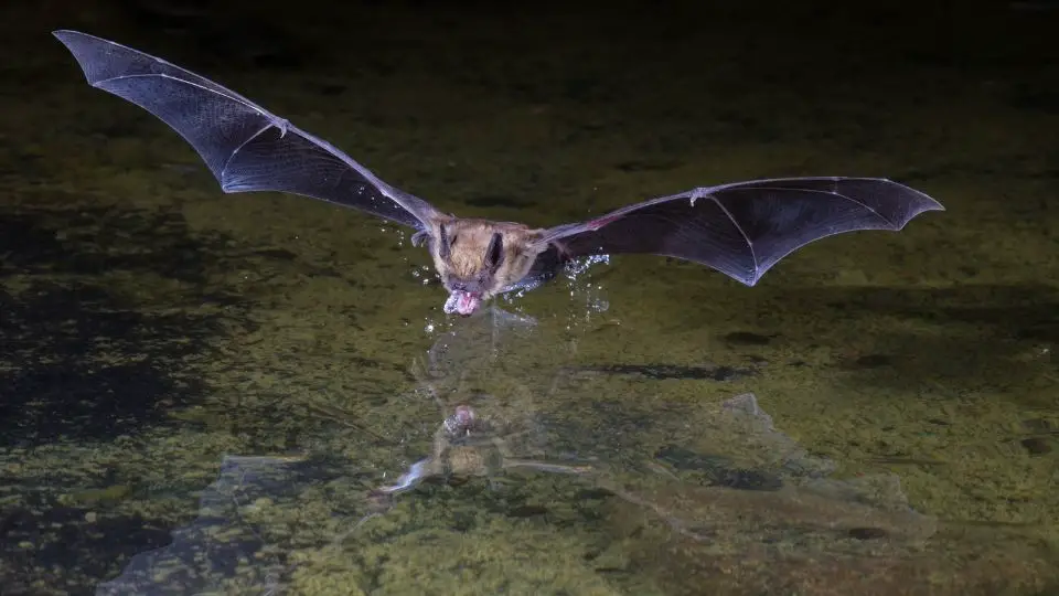 bat flying and splashing down on water with its wings spread