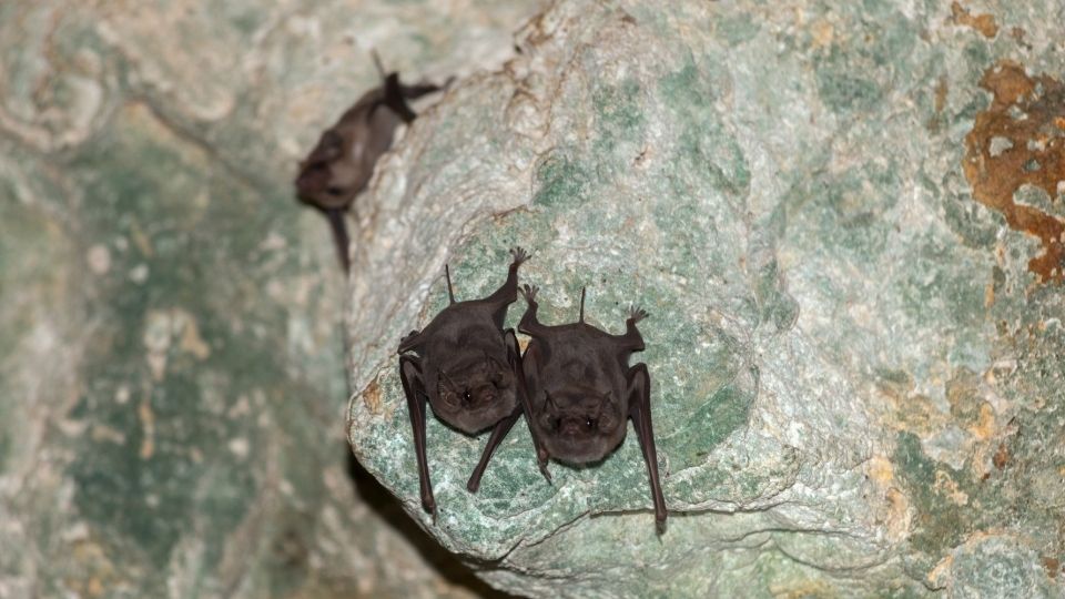 two small bats hanging from a rock