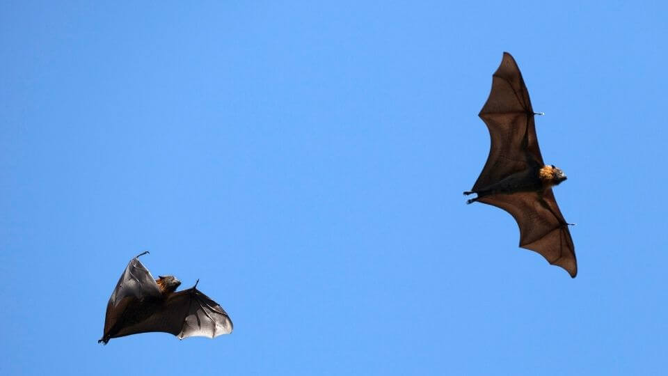 two bats flying against a blue sky