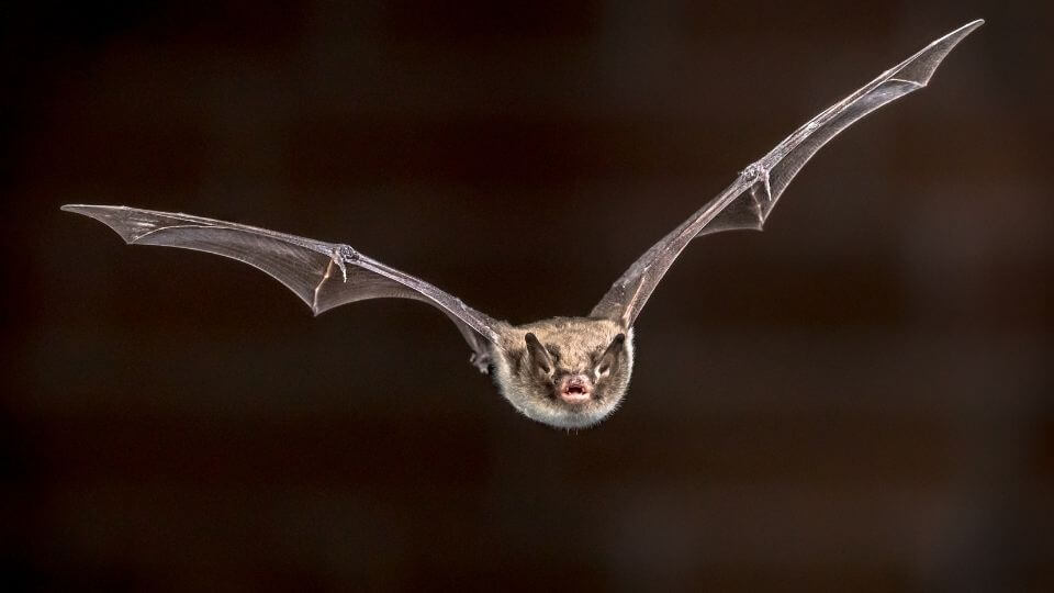 a bat flying with a close up on it