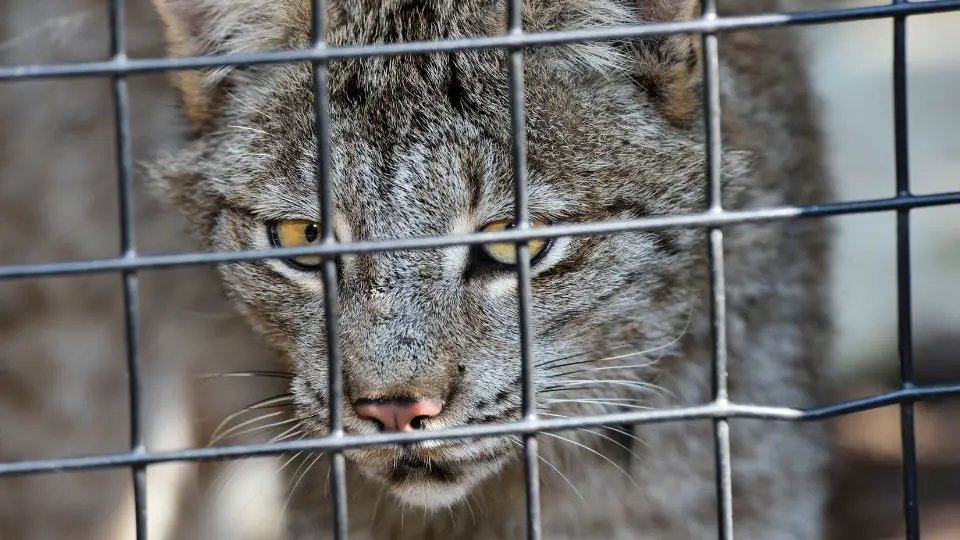 bobcat in a trap