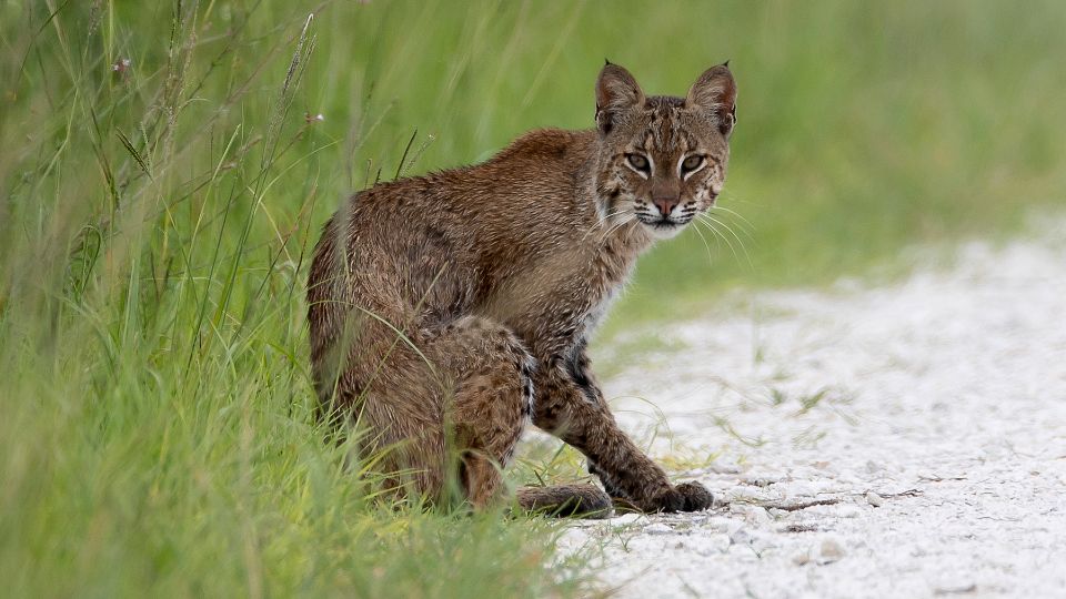 bobcat sitting on the edge of a grassy area near sand