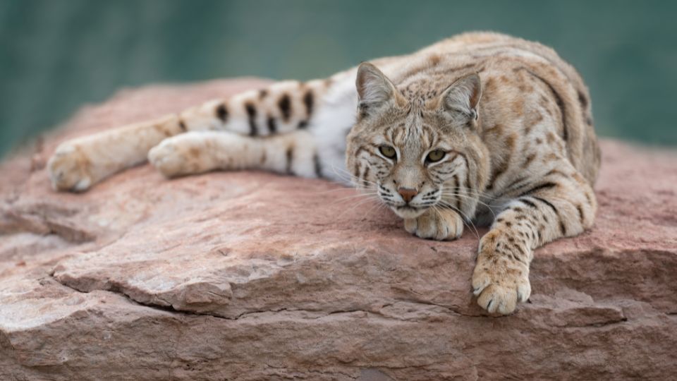 bobcat lying on a red rock