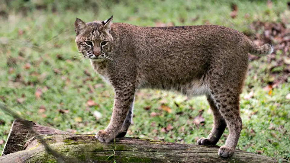 What Are The Sounds Of A Bobcat And Bobcat Call?