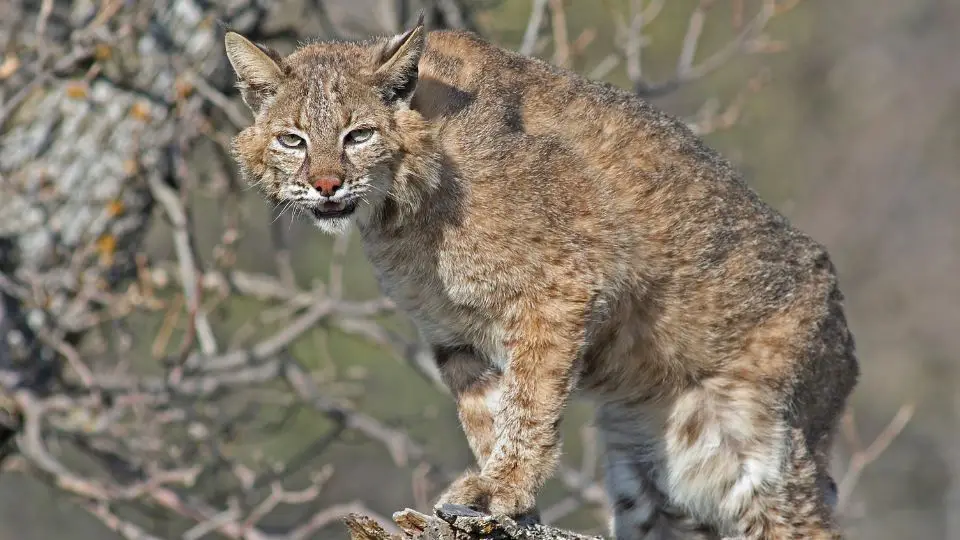 What Are The Sounds Of A Bobcat And Bobcat Call?