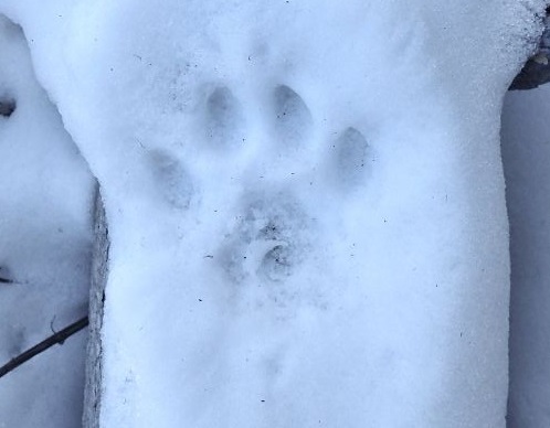 bobcat tracks in snow