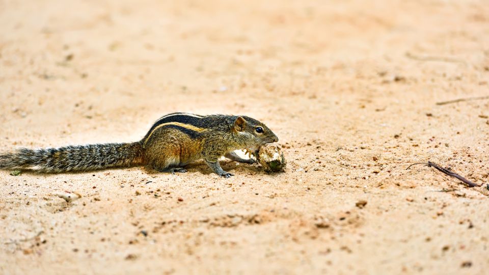chipmunk with long tail on sandy soil