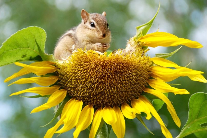 chipmunk on a half-eaten sunflower