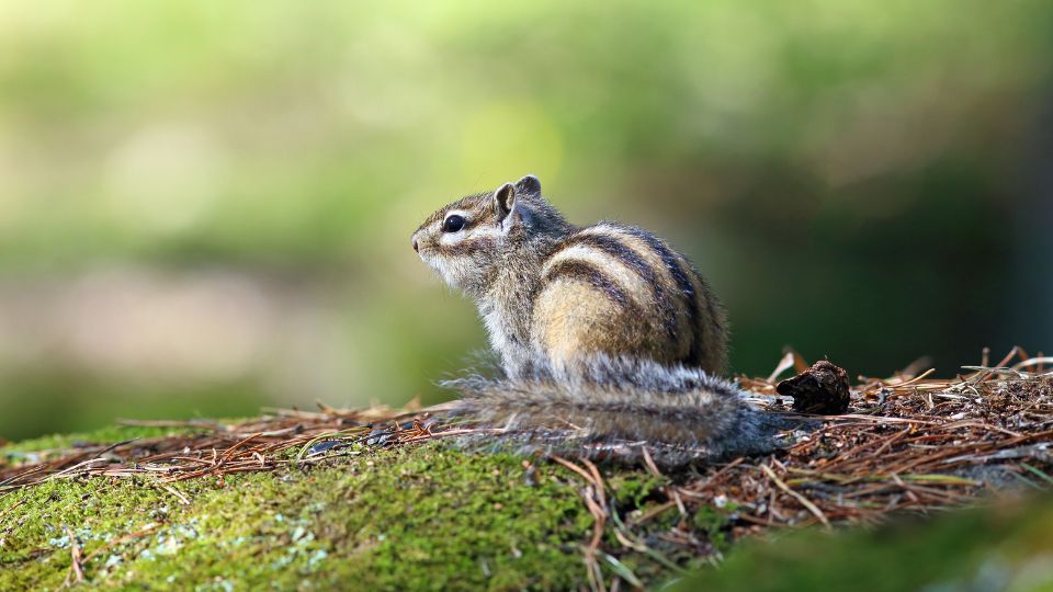 chipmunk sitting on mossy ground with dried pine needles