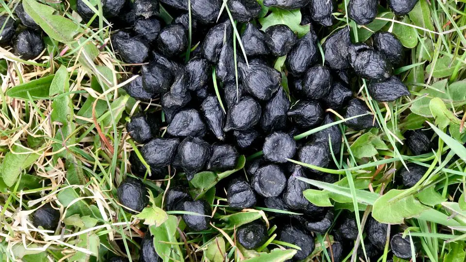 chipmunk scat in grass