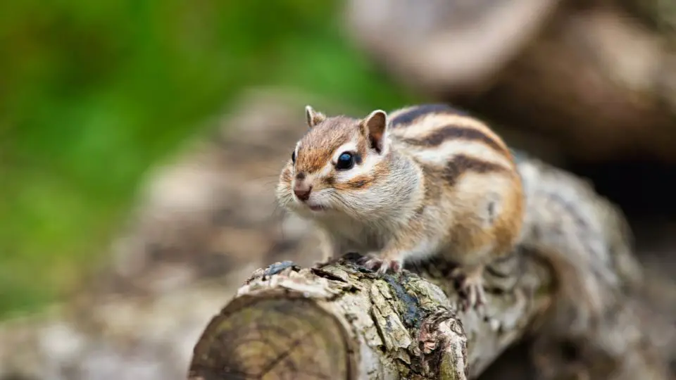 chipmunk on a log with its cheeks filled