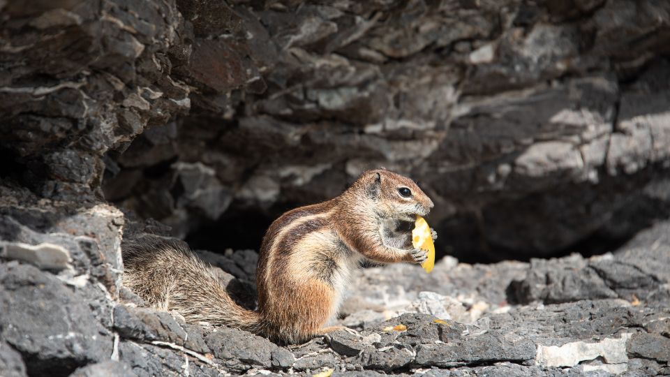 chipmunk munching on food near a rock den