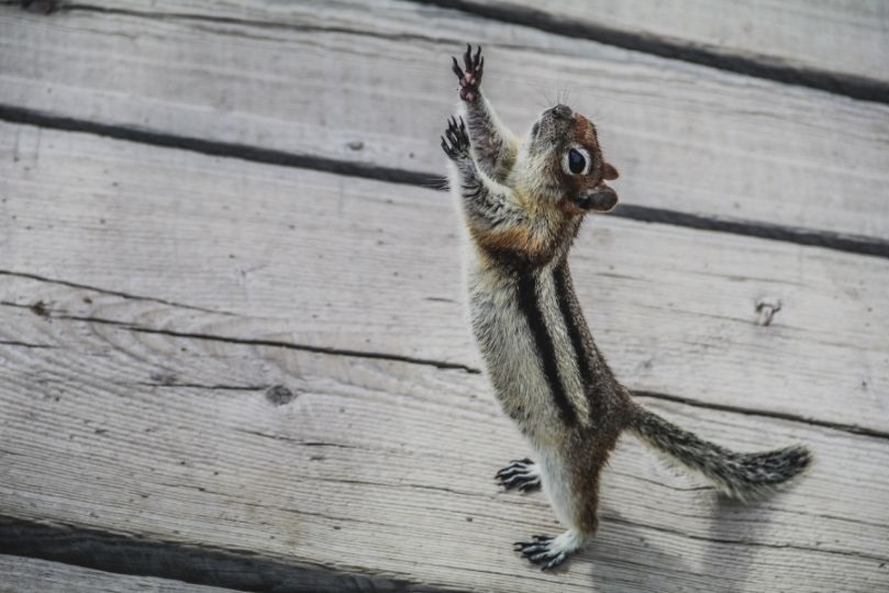 Chipmunk on wood deck, standing and reaching upwards with its paws