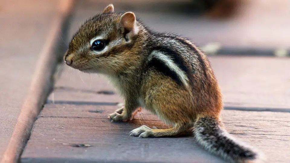 baby chipmunk on a wood porch