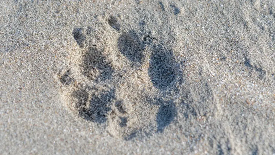 coyote print in sand