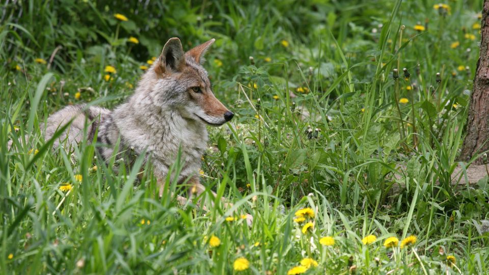 coyote sitting in tall grass with dandelions near a tree trunk