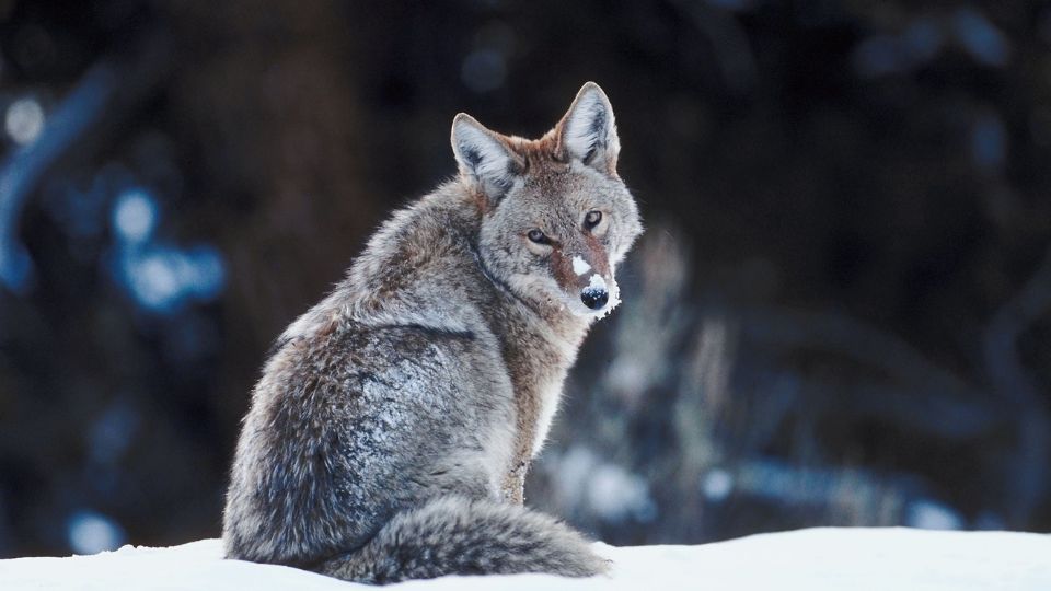 coyote sitting with snow on its nose