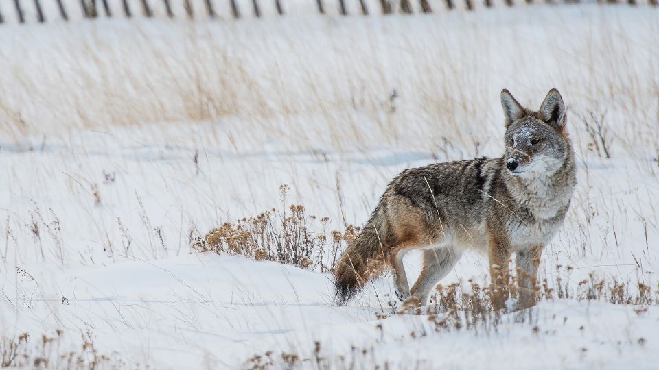 coyote in the snow near a fence
